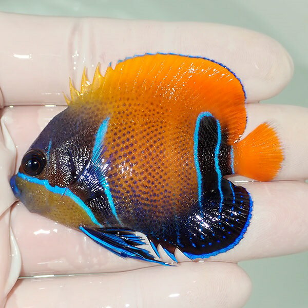 【現物18】粒エサOK イナズマヤッコ 6.5cm± ! 海水魚 ヤッコ 15時までのご注文で当日発送(t111(t207