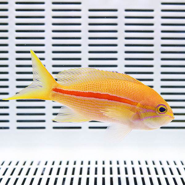 スジハナダイ 8-11cm± ! 海水魚 ハナダイ 【15時までのご注文で当日発送】(t118