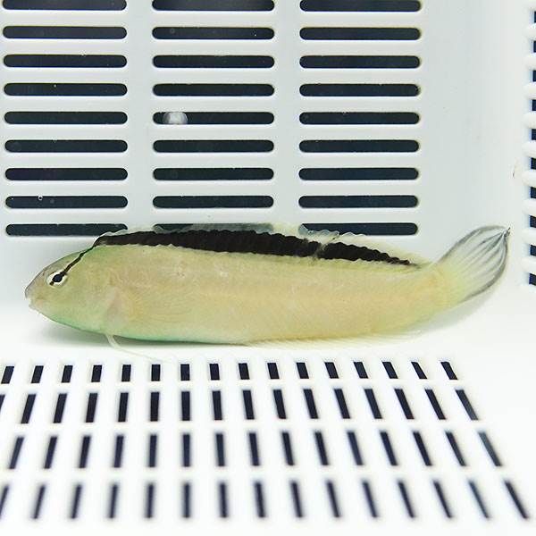 スミスズブレニー 6-9cm± ! 海水魚 ハゼ 【15時までのご注文で当日発送】(t124(t121