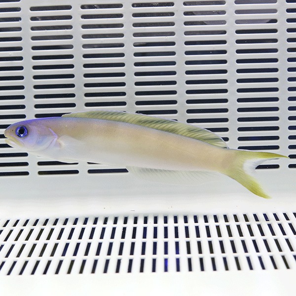 オキナワサンゴアマダイ 12-16cm± ! 海水魚 アマダイ 【15時までのご注文で当日発送】【アマダイ】