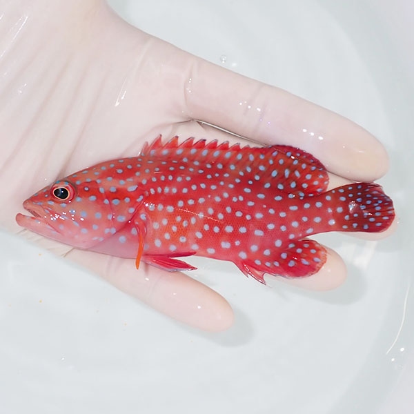 【現物2】ユカタハタ 12.5cm± !海水魚 生体 15時までのご注文で当日発送(t120