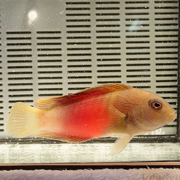 メギス 8-10cm± !海水魚 生体 餌付け済 15時までのご注文で当日発送(t120