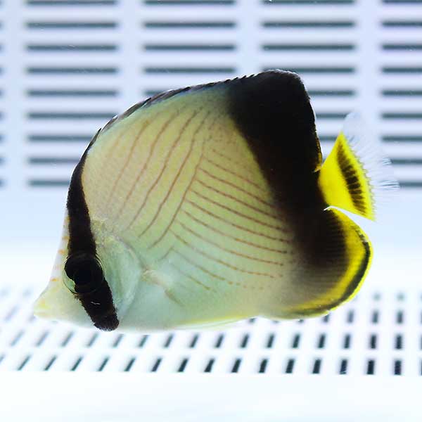 インドフウライ 6-8cm±! 15時までのご注文で当日発送(t114