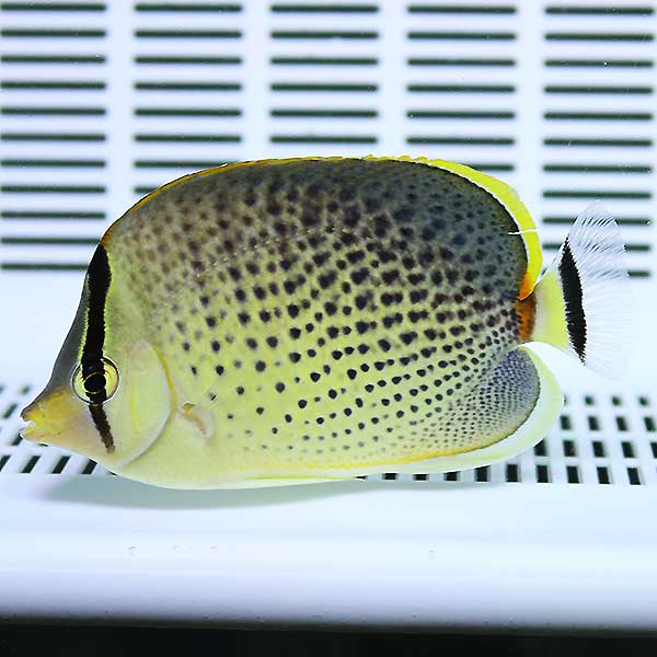 スポテッドバタフライ 7-10cm±! 15時までのご注文で当日発送(t114