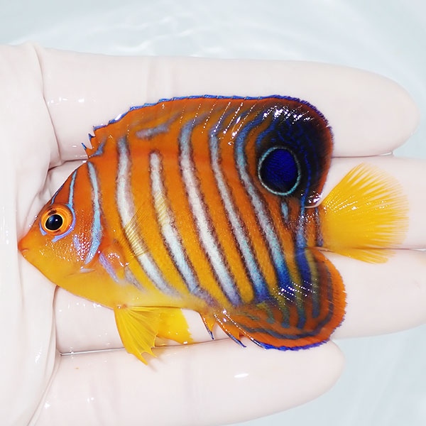 【現物14】粒エサOK モルディブ産インドニシキヤッコ 7cm±! 海水魚 ヤッコ 15時までのご注文で当日発送(t111