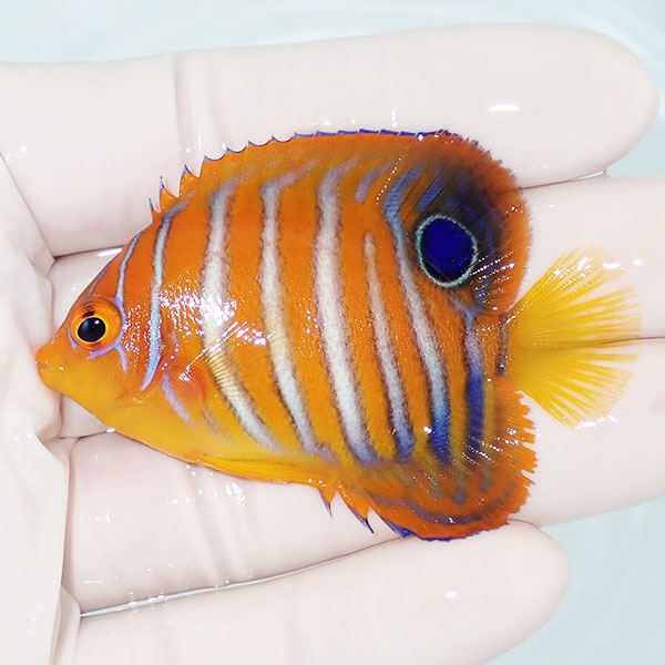 【現物16】粒エサOK モルディブ産 インドニシキヤッコ 6cm±!海水魚 ヤッコ15時までのご注文で当日発送(t111(t207