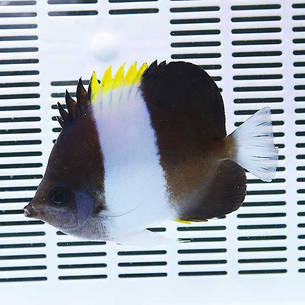 ゾスターバタフライ ヒレ欠け有り 8-10cm±! 15時までのご注文で当日発送(t114