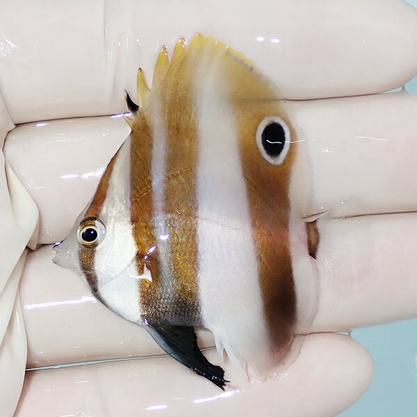 キスジゲンロクダイ 4.7cm± 海水魚! チョウチョウウオ (t114