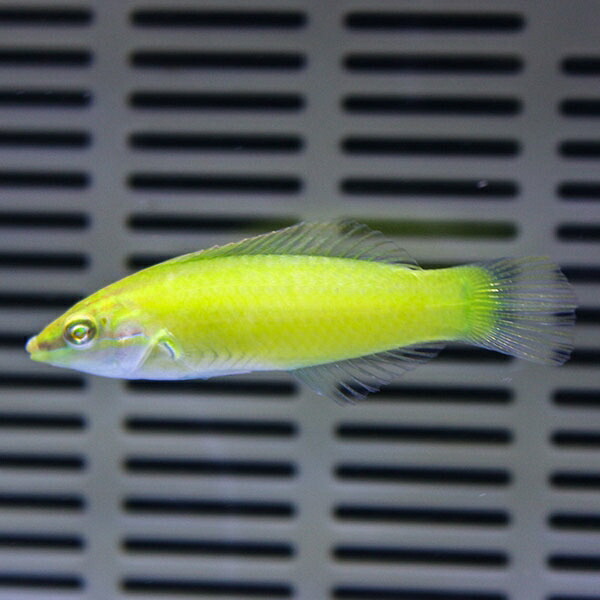 ライムラス 4-5cm±!海水魚 ベラ15時までのご注文で当日発送(t122