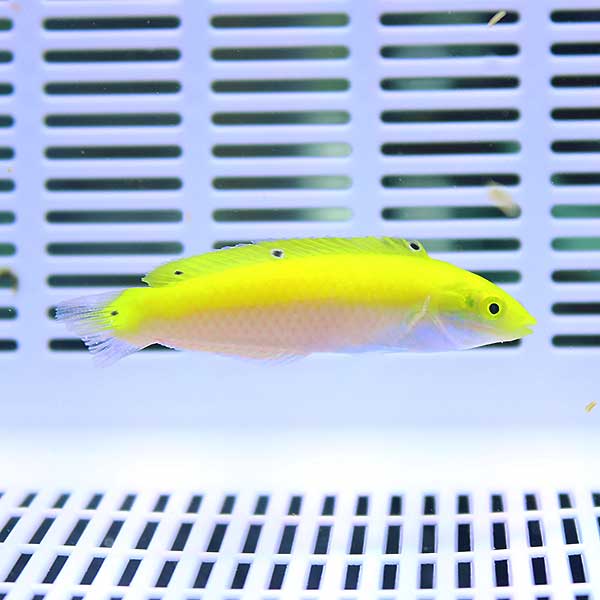 インディアンカナリーラス 4-6cm±!海水魚 ベラ15時までのご注文で当日発送(t122