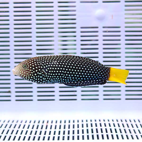 ホクトベラ 4-6cm± !海水魚 ベラ 15時までのご注文で当日発送(t122