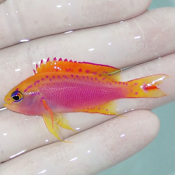 【現物1】ベントラリス♂ 5.5cm!海水魚 ハナダイ 15時までのご注文で当日発送【ハナダイ】(t207