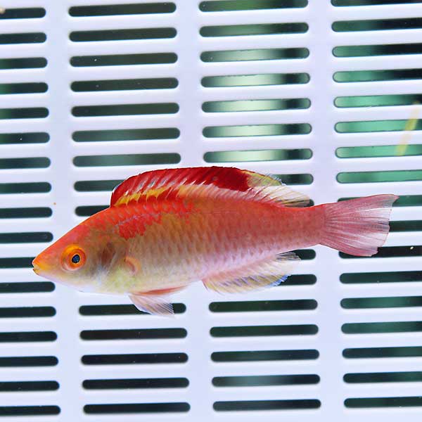 デベリウスフェアリーラス ♂ 6-8cm± 海水魚 ベラ! 餌付け15時までのご注文で当日発送(t122