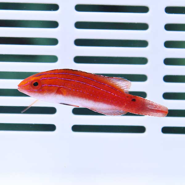 デベリウスフェアリーラス ♀ 4-8cm± 海水魚 ベラ! 餌付け15時までのご注文で当日発送(t122