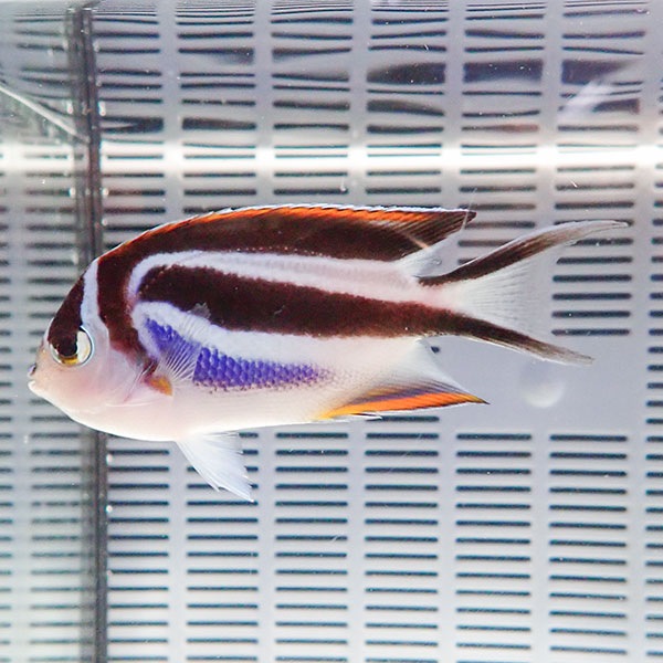 ベルスエンゼル メス 8-10cm± !  海水魚 ヤッコ 15時までのご注文で当日発送(t111