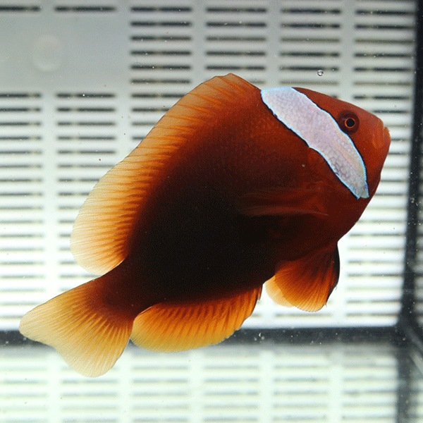 ハマクマノミ 6-8cm±!   海水魚 クマノミ 餌付け (t115