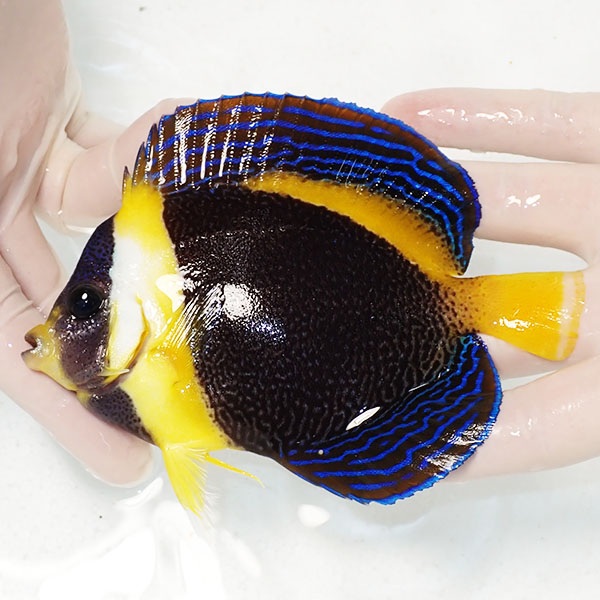 【現物1】顔スレ有り スクリブルドエンゼル 12.5cm±! 海水魚 ヤッコ 15時までのご注文で当日発送(t111(t207