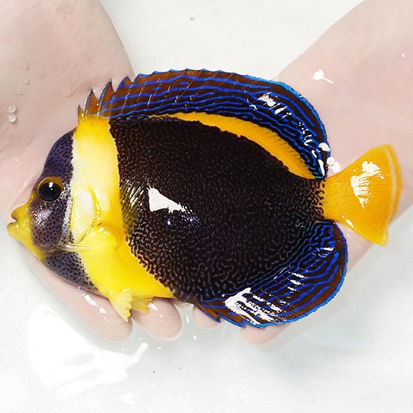 【現物2】顔スレ ヒレスレ有り スクリブルドエンゼル 17.5cm±! 海水魚 ヤッコ 15時までのご注文で当日発送(t111(t207