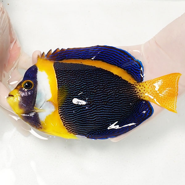 【現物4】右目気泡あり 顔スレ有り スクリブルドエンゼル オス個体 22cm±! 海水魚 ヤッコ 15時までのご注文で当日発送(t111(t207