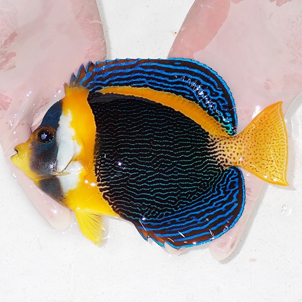 【現物5】スクリブルドエンゼル オス個体 17.5cm±! 海水魚 ヤッコ 15時までのご注文で当日発送(t111(t207