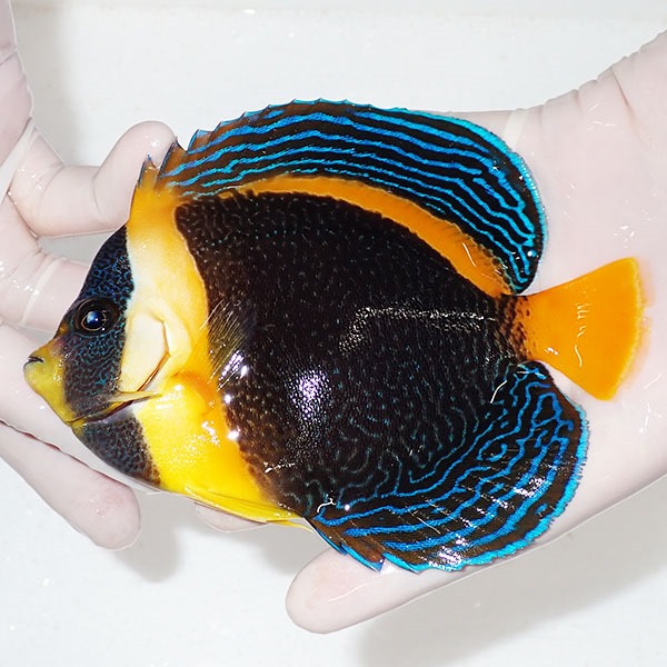 【現物7】スクリブルドエンゼル 13.5cm±! 海水魚 ヤッコ 15時までのご注文で当日発送(t111(t207