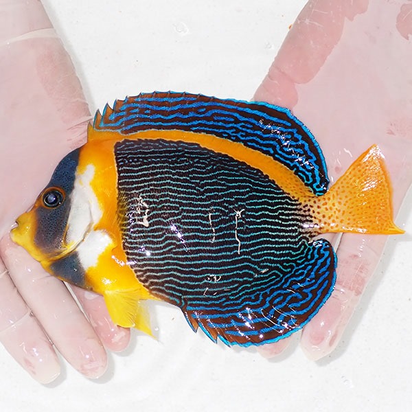 【現物8】スクリブルドエンゼル オス個体 18cm±! 海水魚 ヤッコ 15時までのご注文で当日発送(t111(t207