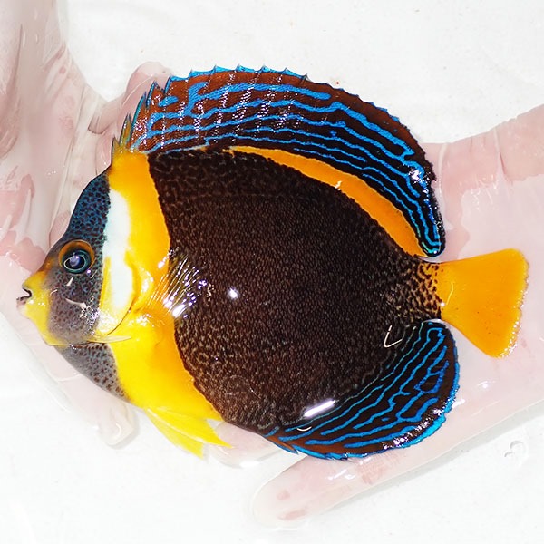 【現物9】スクリブルドエンゼル 16.5cm±! 海水魚 ヤッコ 15時までのご注文で当日発送(t111(t207