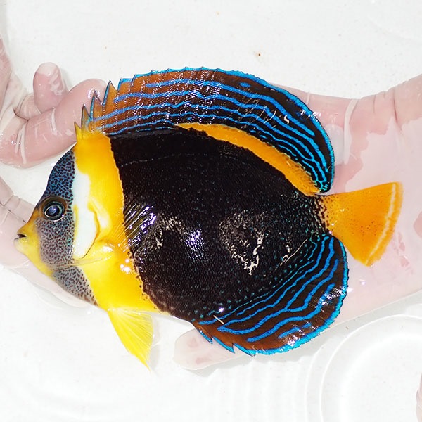 【現物10】スクリブルドエンゼル 16cm±! 海水魚 ヤッコ 15時までのご注文で当日発送(t111(t207