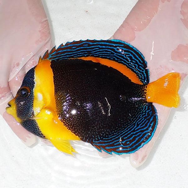 【現物11】スクリブルドエンゼル 18cm±! 海水魚 ヤッコ 15時までのご注文で当日発送(t111(t207