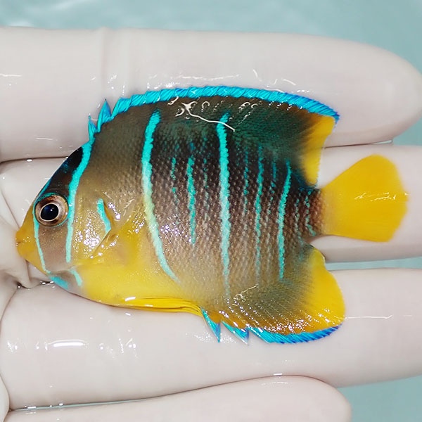 【現物7】ブルーエンゼル 6cm± !海水魚 ヤッコ 15時までのご注文で当日発送(t111