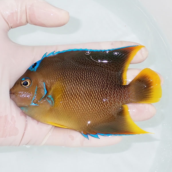 【現物8】粒エサOK ブルーエンゼル 12cm± !海水魚 ヤッコ 15時までのご注文で当日発送(t111