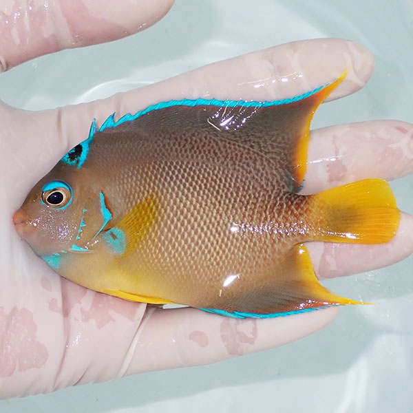 【現物9】ブルーエンゼル 10.5cm±  !海水魚 ヤッコ 15時までのご注文で当日発送(t111