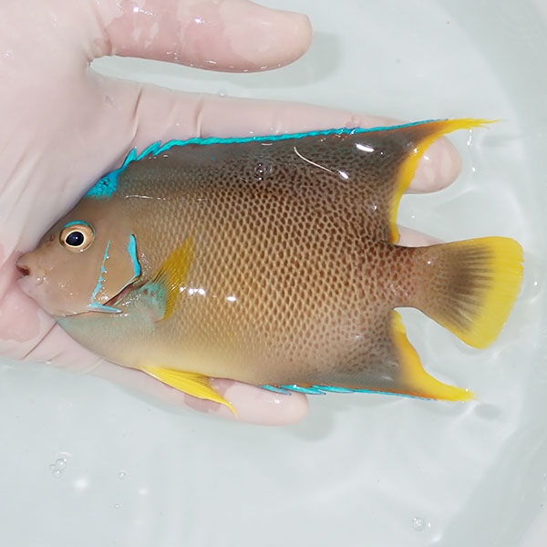 【現物10】粒エサOK ブルーエンゼル 13.5cm± !海水魚 ヤッコ 15時までのご注文で当日発送(t111