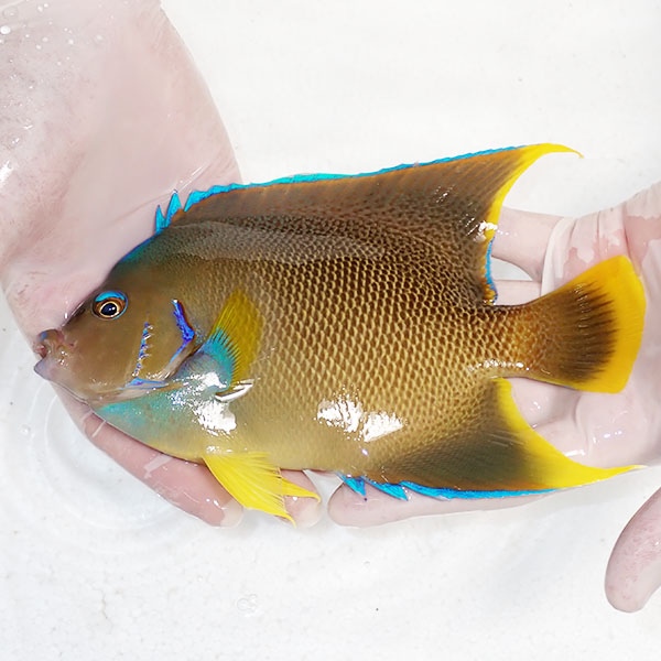 【現物11】ブルーエンゼル 19cm± !海水魚 ヤッコ 15時までのご注文で当日発送(t111