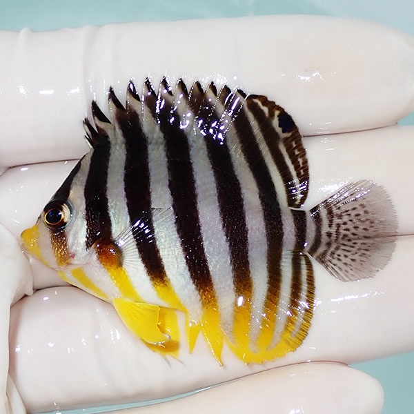 【現物49】シマヤッコ 5.3cm±! 海水魚 生体 15時までのご注文で当日発送(t111(t207