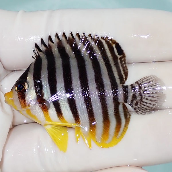 【現物48】シマヤッコ 5cm±! 海水魚 生体 15時までのご注文で当日発送(t111(t207