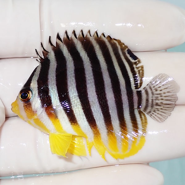 【現物47】ヒレかけあり シマヤッコ 5cm±! 海水魚 生体 15時までのご注文で当日発送(t111(t207