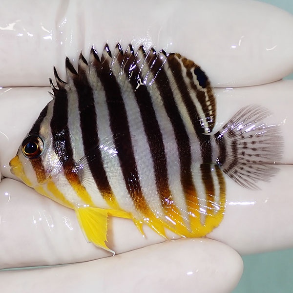 【現物13】尾びれ欠け シマヤッコ 5.2cm±! 海水魚 生体 15時までのご注文で当日発送(t111(t207