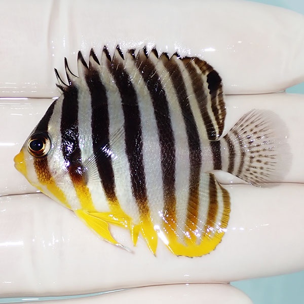 【現物59】シマヤッコ 5cm±! 海水魚 生体 15時までのご注文で当日発送(t111(t207