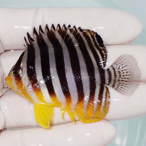 【現物12】シマヤッコ 6cm±! 海水魚 生体 15時までのご注文で当日発送(t111(t207