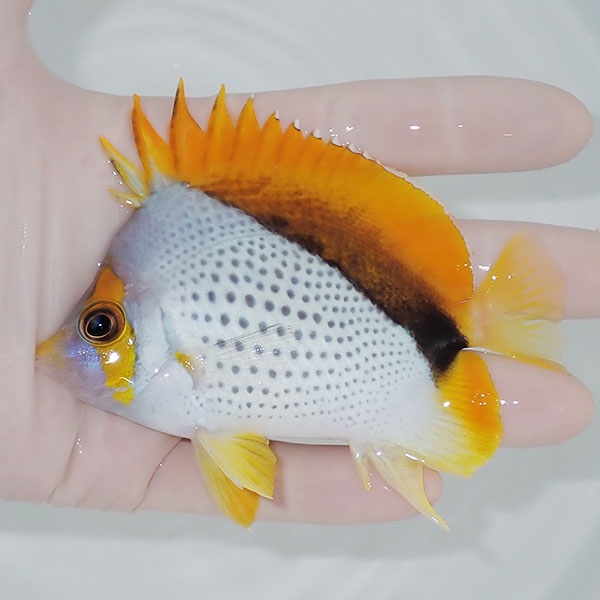 【現物5】マルケサスバタフライ 10cm±! 海水魚 チョウチョウウオ 15時までのご注文で当日発送(t114(t207