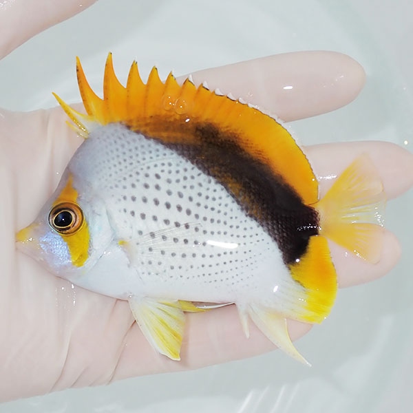 【現物6】粒エサOK マルケサスバタフライ 10cm±! 海水魚 チョウチョウウオ 15時までのご注文で当日発送(t114(t207