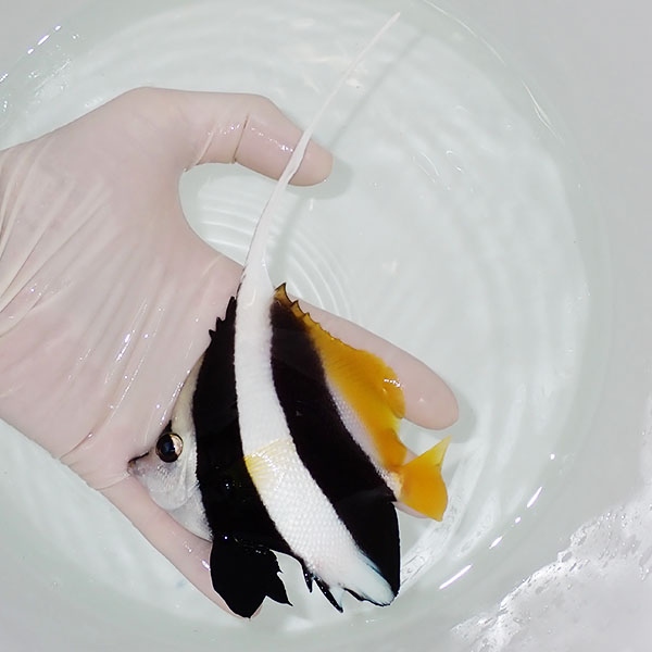 【現物2】ハタタテダイ  10.5cm±! 海水魚 チョウチョウウオ 15時までのご注文で当日発送(t114(t207
