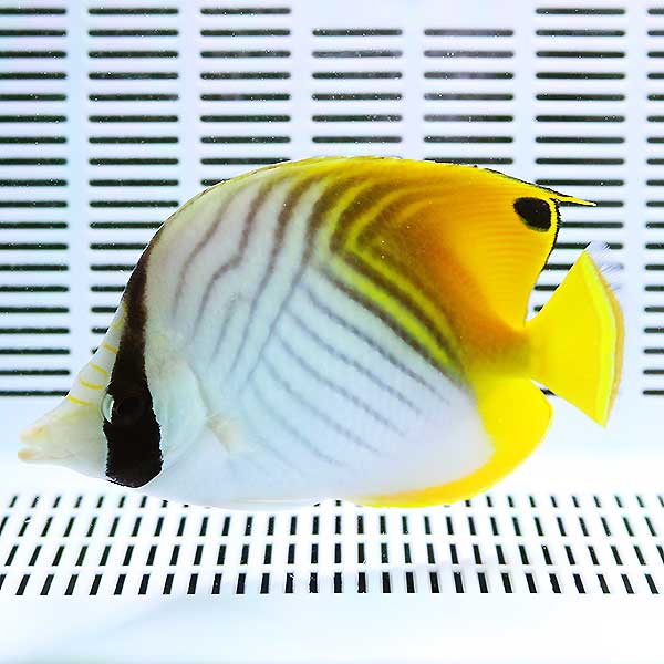 トゲチョウ 8-10cm±! 海水魚 チョウチョウウオ 餌付け 【チョウチョウウオ】(t114