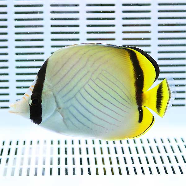 フウライチョウ 6-8cm±! 海水魚 チョウチョウウオ 餌付け 15時までのご注文で当日発送(t114