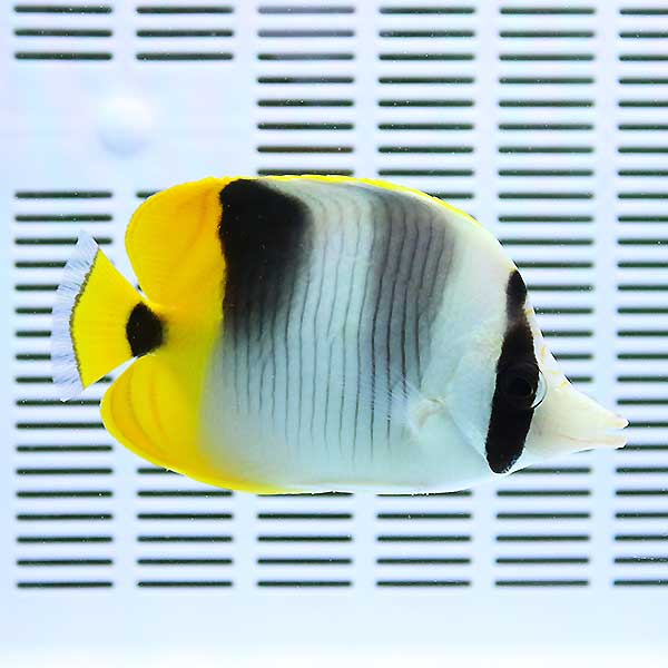 スダレチョウ 8-10cm±! 海水魚 チョウチョウウオ 15時までのご注文で当日発送(t114