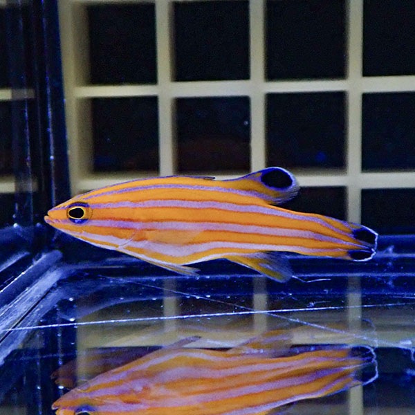 【現物1】キャンディーバスレット 4cm± !カリブ産 海水魚 生体 15時までのご注文で当日発送(t120