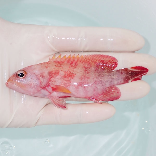 【現物3】スレ有りニジハタ 10.5cm± !ハタ 海水魚 生体 15時までのご注文で当日発送(t120
