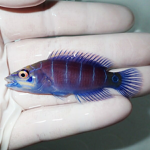 【現物19】オセレイトラス 7cm±!までのご注文で当日発送(t122(t207