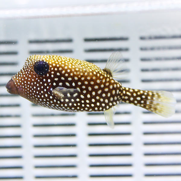 クロハコフグ 6-8cm± !15時までのご注文で当日発送(t123